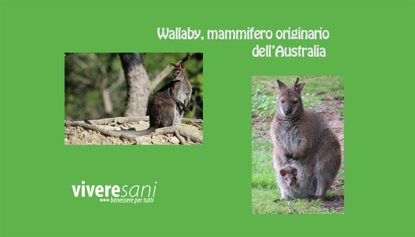 Wallaby, un piccolo cangurino Wallaby, un piccolo cangurino